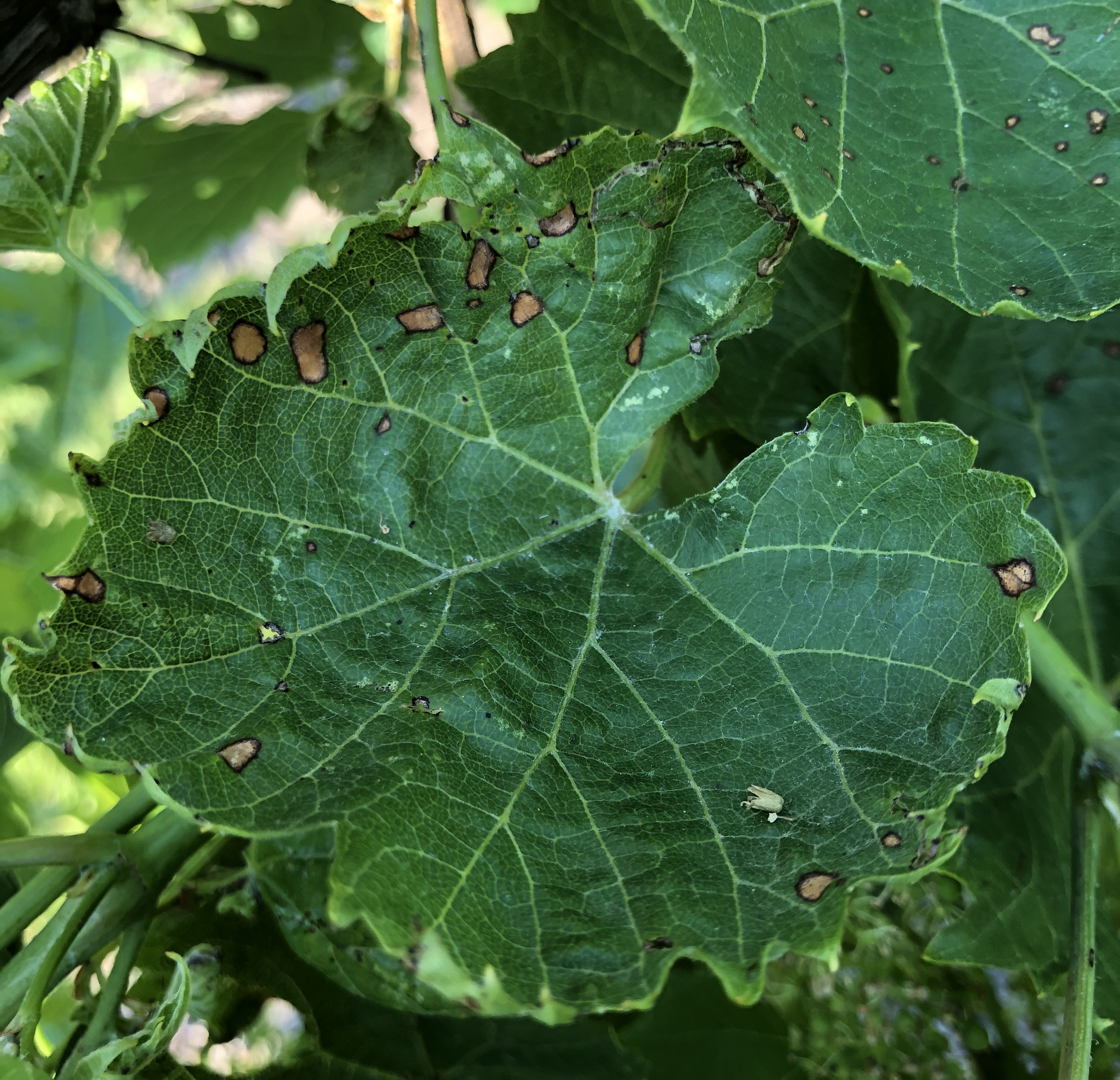 Foliar symptoms of black rot